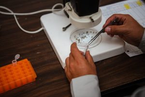 Mosquito Surveillance & Disease Testing Reduce Mosquito-borne Disease 2