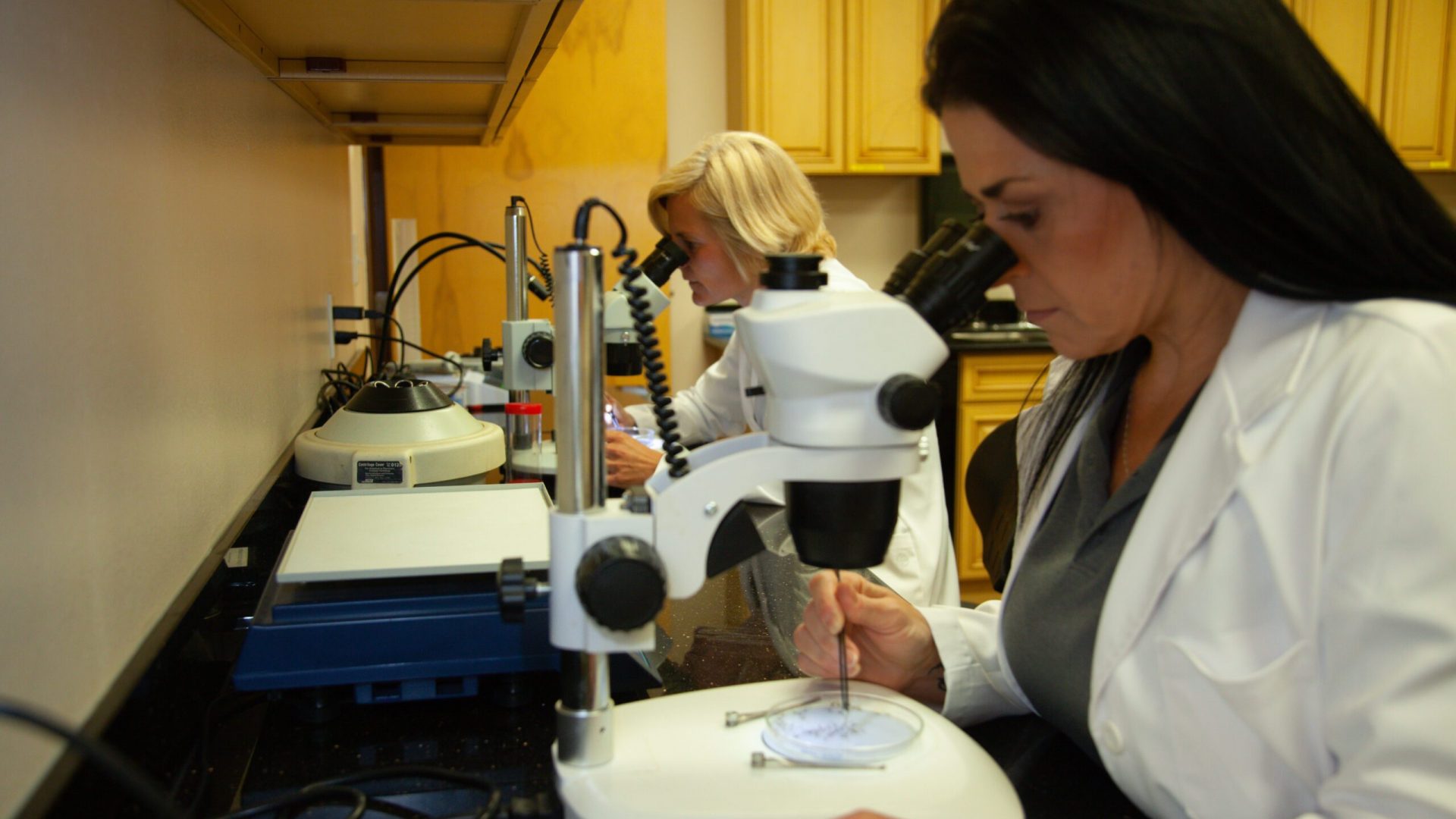 Colleague-counting-mosquitos-close-up-09 (1) Technician examining mosquito samples under microscope in laboratory