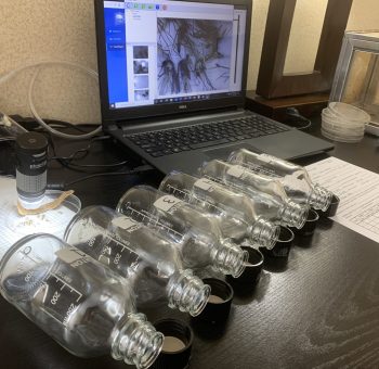 mosquito samples in bottles