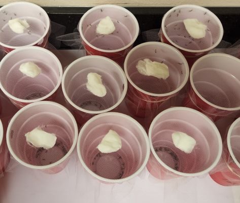 Insecticide resistance tolerance testing cups