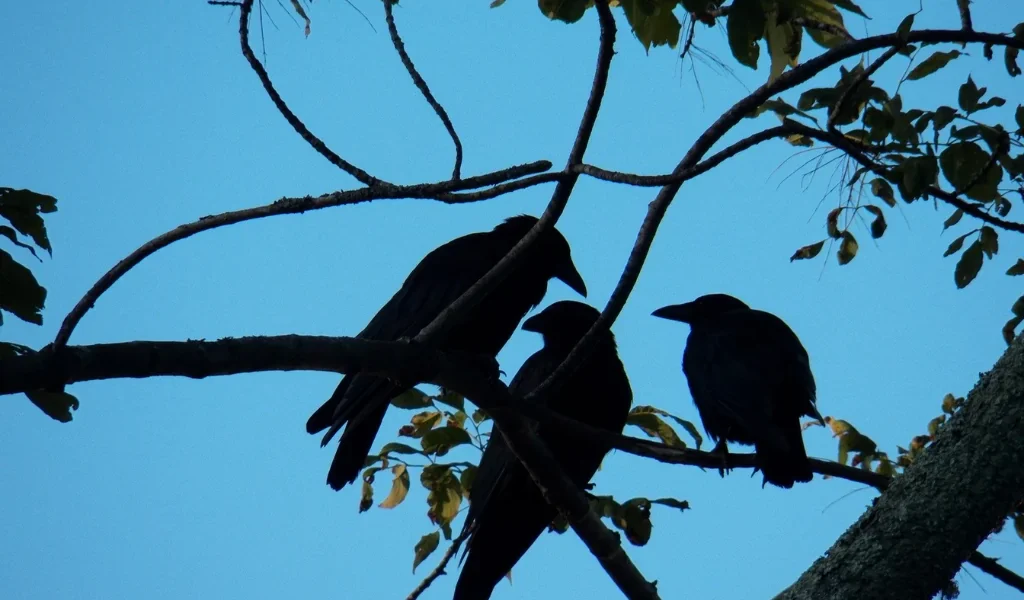 Crows-on-tree Crows-sitting-on-tree