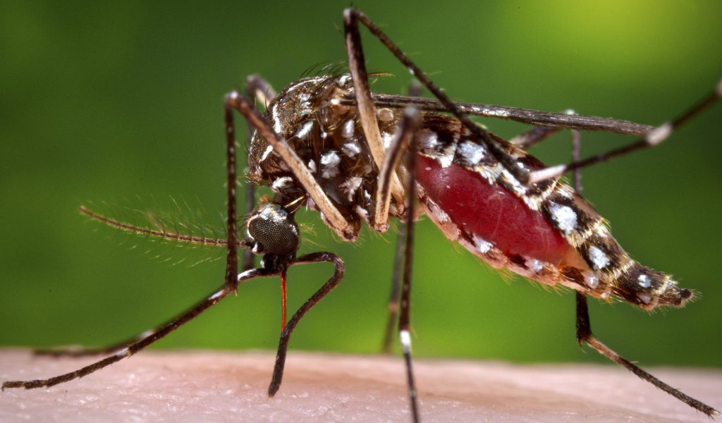 Clsoe-up-mosquito