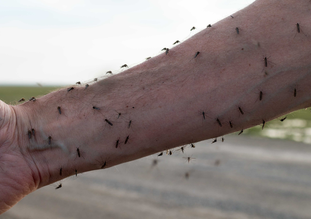 alot-of-mosquitoes