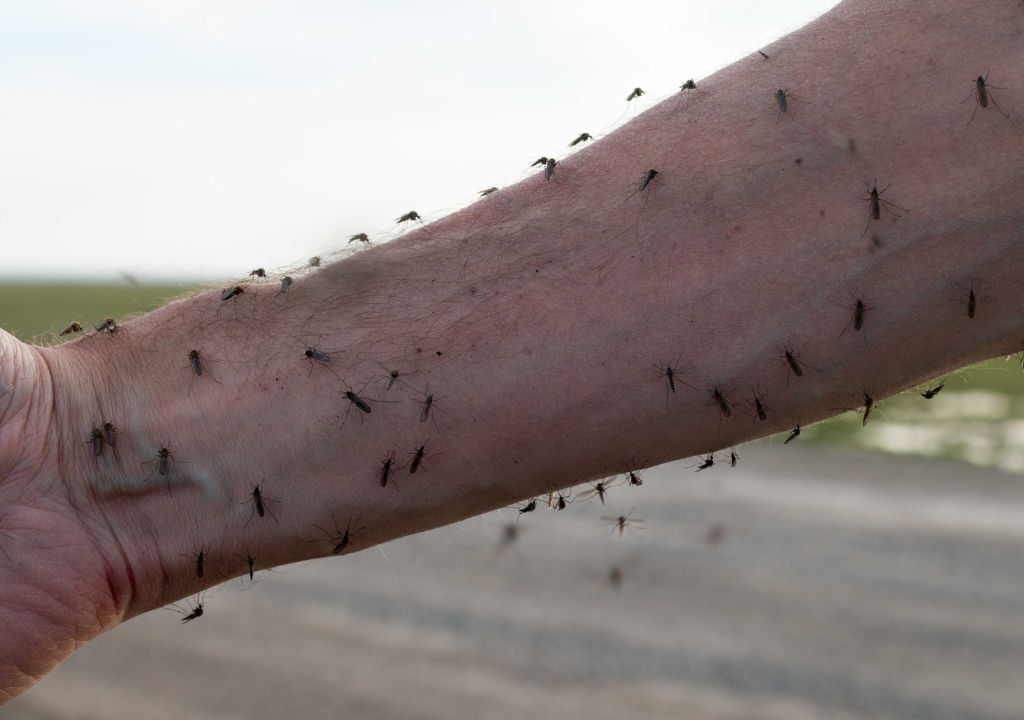 alot-of-mosquitoes-1024-1024 alot-of-mosquitoes