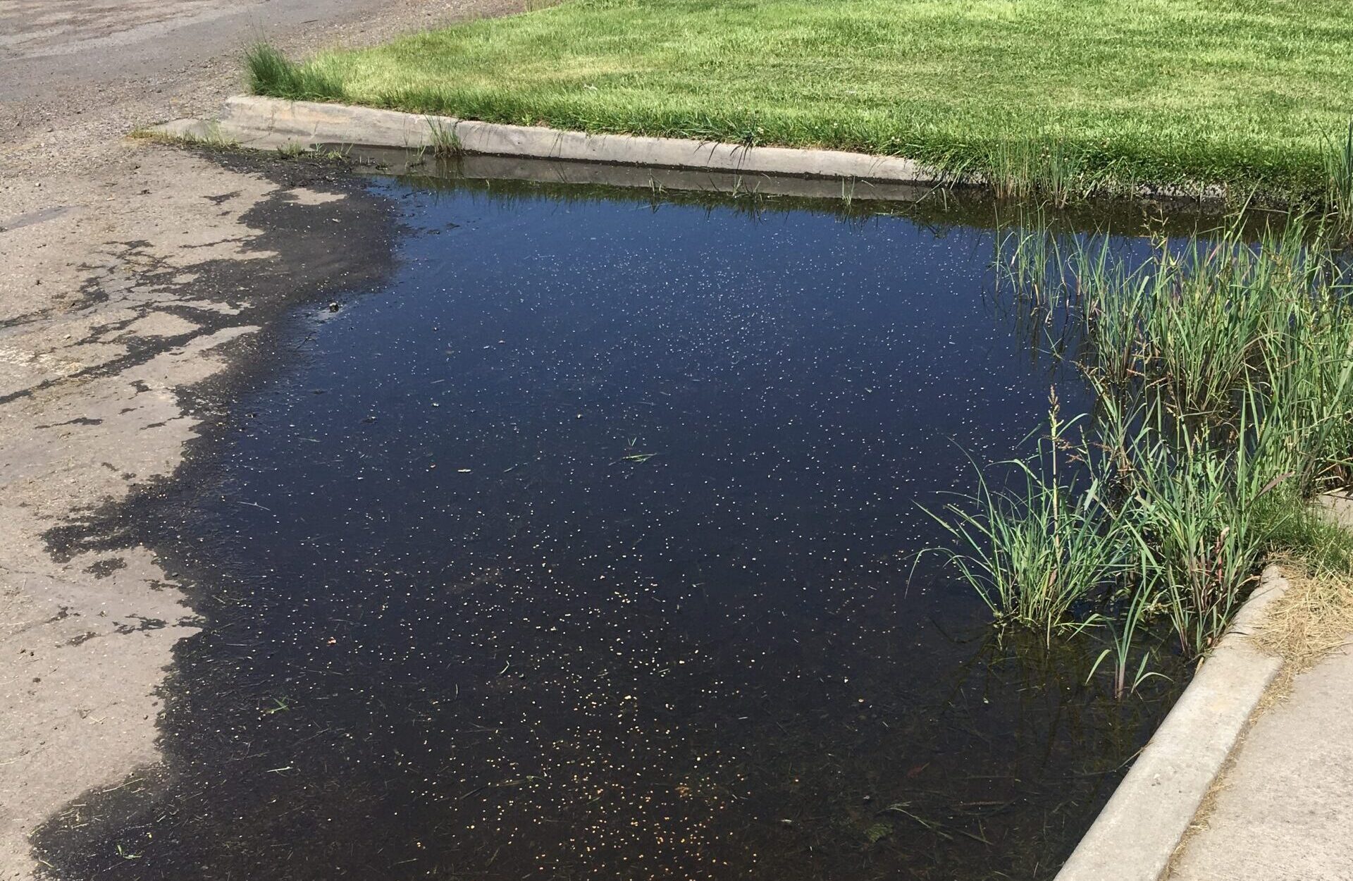 Large puddle of stagnant water in a roadside drainage area, a common mosquito breeding ground